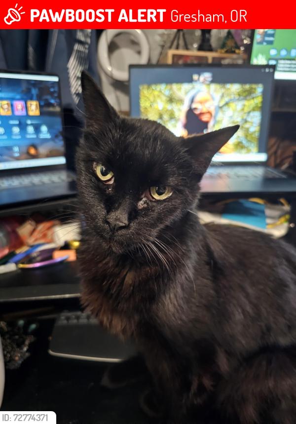 Lost Female Cat last seen Centennial high school, Gresham, OR 97030