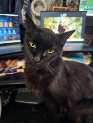 Lost Female Cat last seen Centennial high school, Gresham, OR 97030
