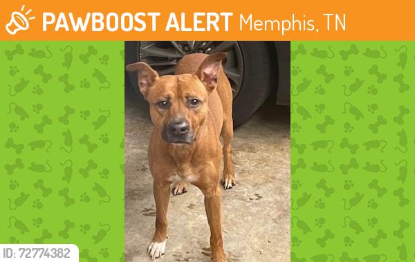Found/Stray Male Dog last seen Riverdale and Crestridge , Memphis, TN 38119
