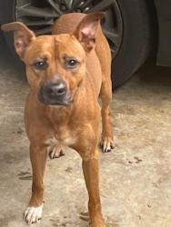 Found/Stray Male Dog last seen Riverdale and Crestridge , Memphis, TN 38119