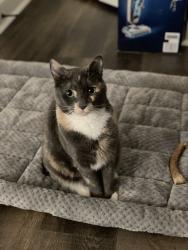 Lost Female Cat last seen Rosemary Gate N'hood behind Orange Theory , Auburn, AL 36830