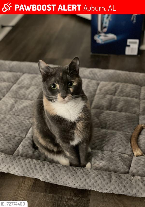 Lost Female Cat last seen Rosemary Gate N'hood behind Orange Theory , Auburn, AL 36830