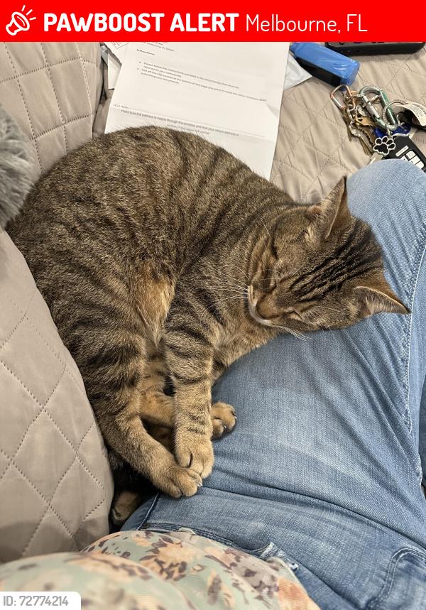 Lost Male Cat last seen Wyeth Street & Whistler Street (Westbrooke), West Melbourne FL 32904, Melbourne, FL 32904