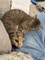 Lost Male Cat last seen Wyeth Street & Whistler Street (Westbrooke), West Melbourne FL 32904, Melbourne, FL 32904
