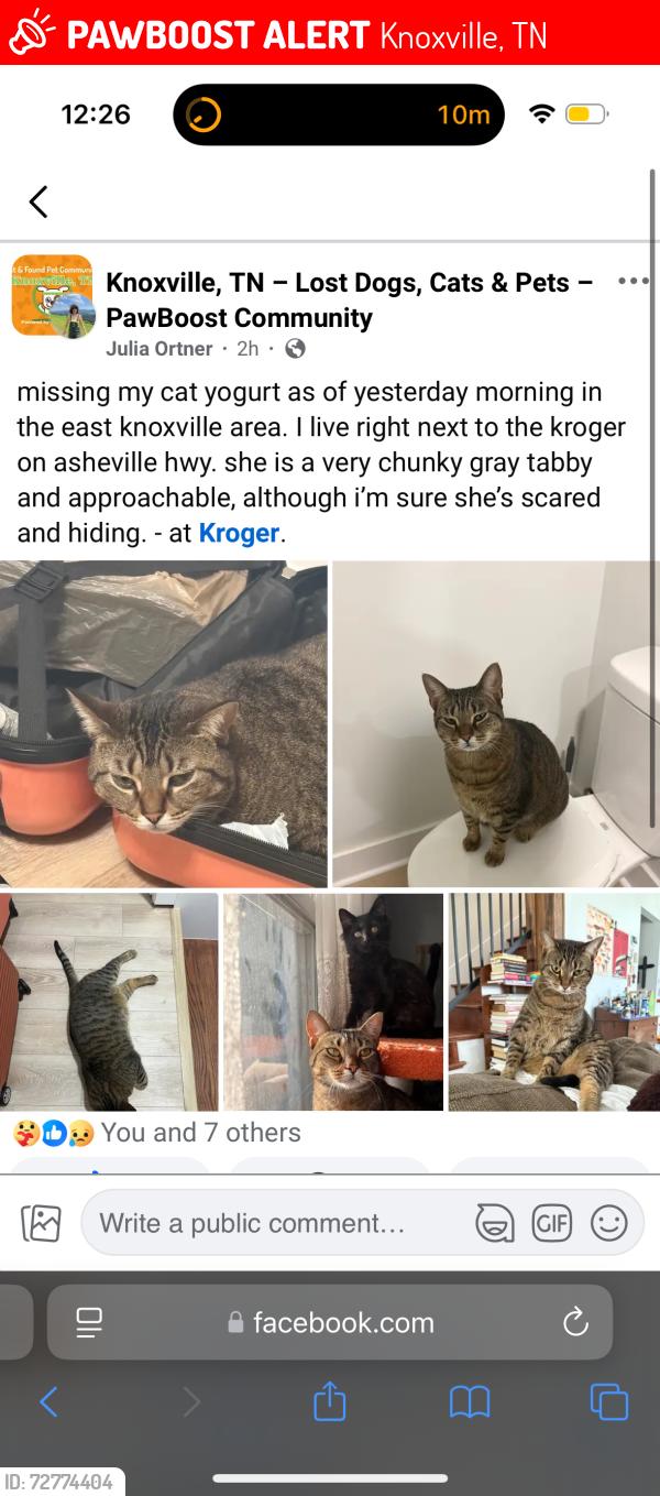 Lost Female Cat last seen holston dr, kroger , Knoxville, TN 37914