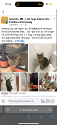 Lost Female Cat last seen holston dr, kroger , Knoxville, TN 37914