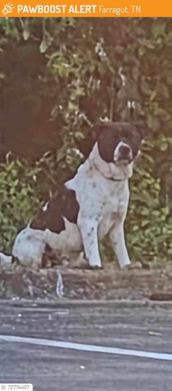 Found/Stray Unknown Dog last seen Campbell station, Founders Park, Farragut, TN 37934