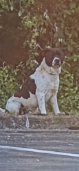 Found/Stray Unknown Dog last seen Campbell station, Founders Park, Farragut, TN 37934