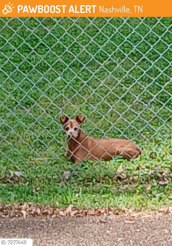 Found/Stray Female Dog last seen Andrew Jackson , Nashville, TN 37076