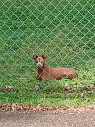 Found/Stray Female Dog last seen Andrew Jackson , Nashville, TN 37076