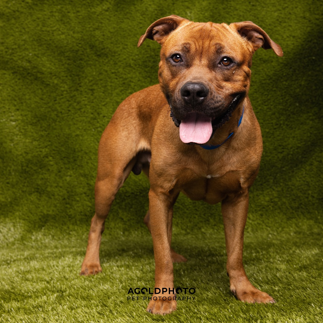 Shelter Stray Male Dog last seen , Tampa, FL 33607