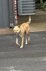 Found/Stray Unknown Dog last seen 111th and County Line Rd, Broken Arrow, OK 74011