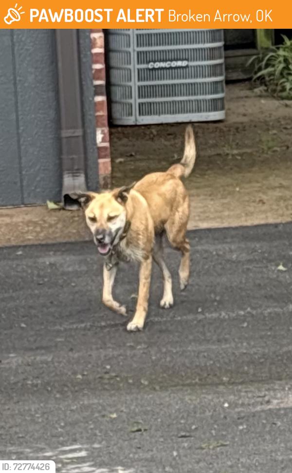 Found/Stray Unknown Dog last seen 111th and County Line Rd, Broken Arrow, OK 74011