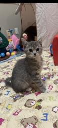 Lost Female Cat last seen By stone River golf course , Royse City, TX 75189