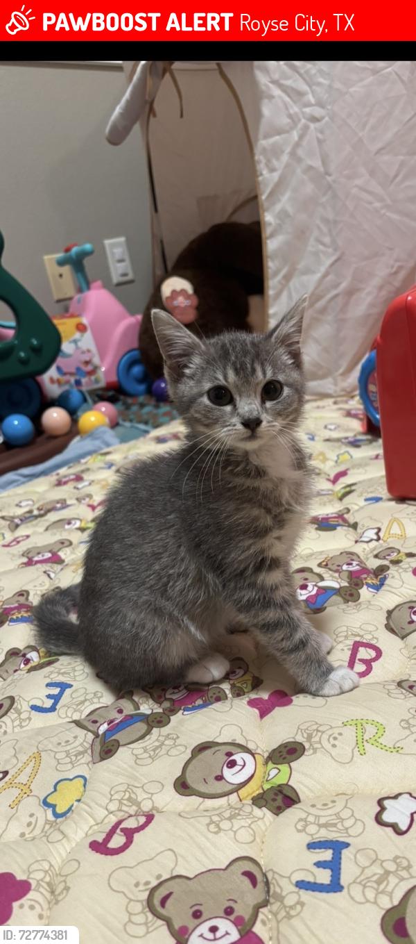 Lost Female Cat last seen By stone River golf course , Royse City, TX 75189