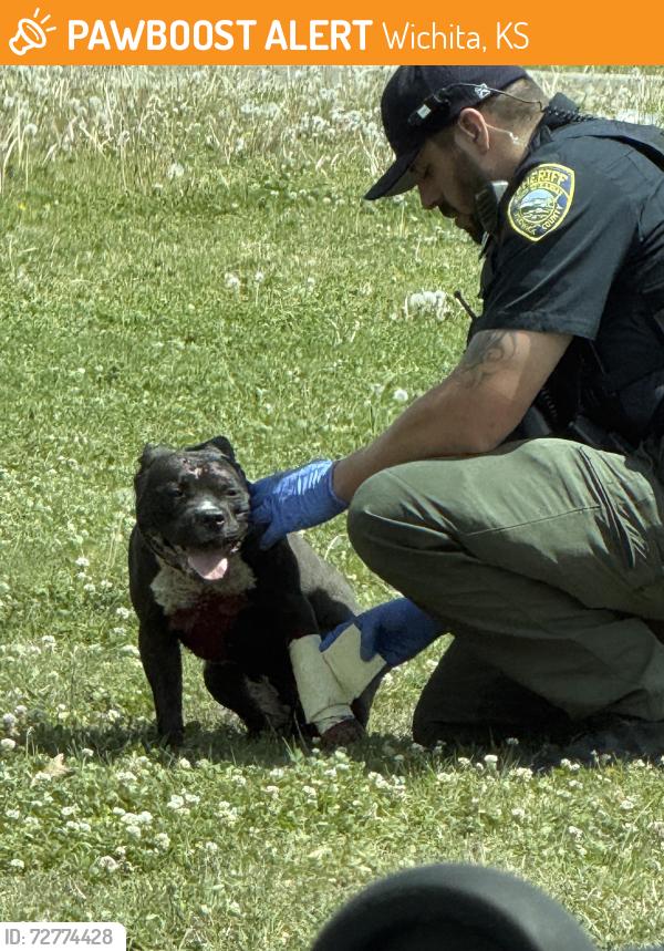 Found/Stray Unknown Dog last seen Across from the autozone , Wichita, KS 67216