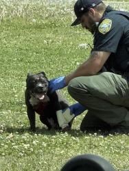 Found/Stray Unknown Dog last seen Across from the autozone , Wichita, KS 67216