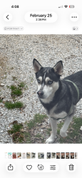 Found/Stray Male Dog last seen Winchester Tn, Winchester, TN 37398