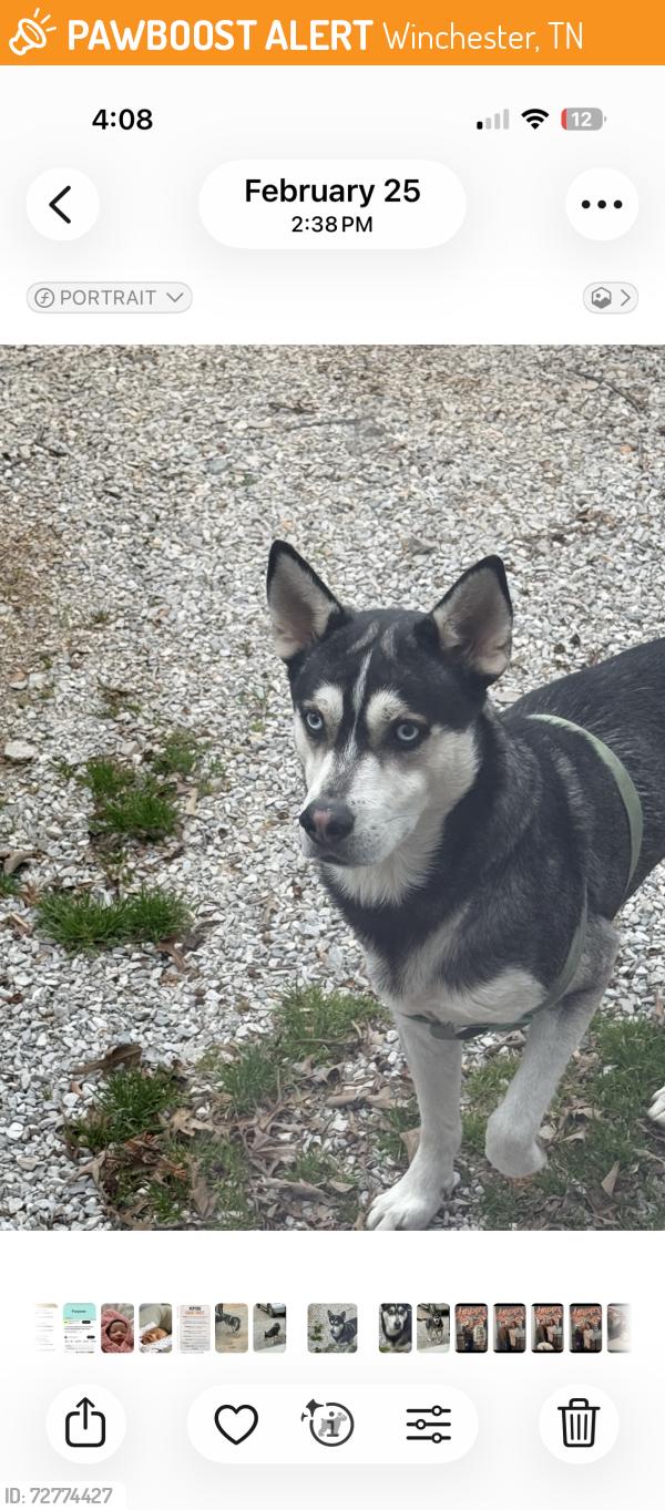 Found/Stray Male Dog last seen Winchester Tn, Winchester, TN 37398