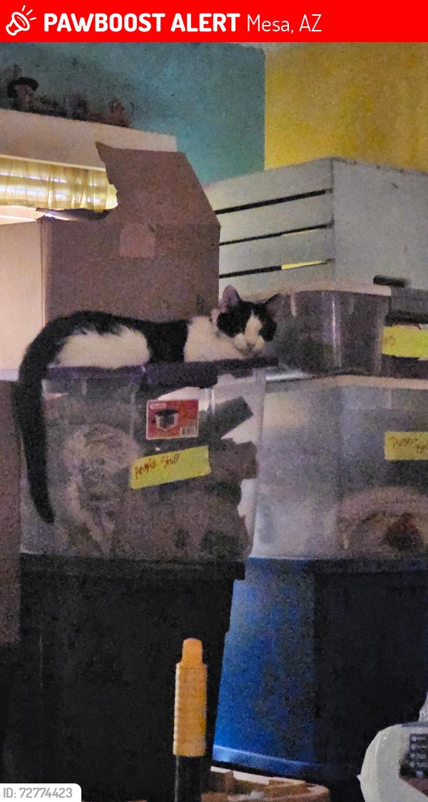Lost Male Cat last seen Near west Inglewood Street, Mesa, AZ 85201