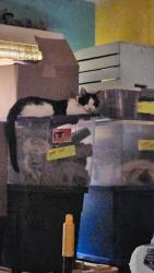 Lost Male Cat last seen Near west Inglewood Street, Mesa, AZ 85201