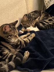 Found/Stray Female Cat last seen 68st, Edmonton, AB T5Z 0R1