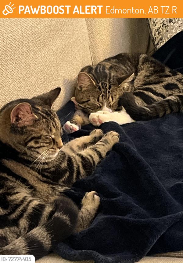 Found/Stray Female Cat last seen 68st, Edmonton, AB T5Z 0R1