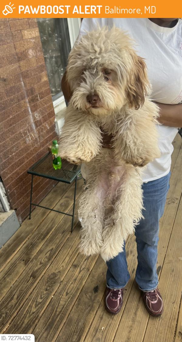 Found/Stray Unknown Dog last seen North Avenue and Longwood, Baltimore, MD 21216