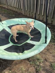 Lost Female Dog last seen UH hosp , Streetsboro, OH 44241