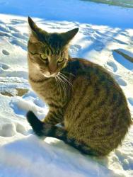Lost Male Cat last seen E. Kiehl, Sherwood, AR 72120