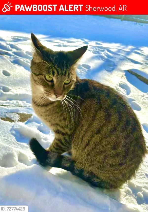 Lost Male Cat last seen E. Kiehl, Sherwood, AR 72120
