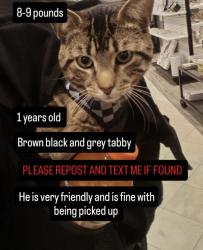 Lost Male Cat last seen Alewife train redline, Cambridge, MA 02140