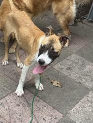 Found/Stray Male Dog last seen Inverness Forest, Houston, TX 77073