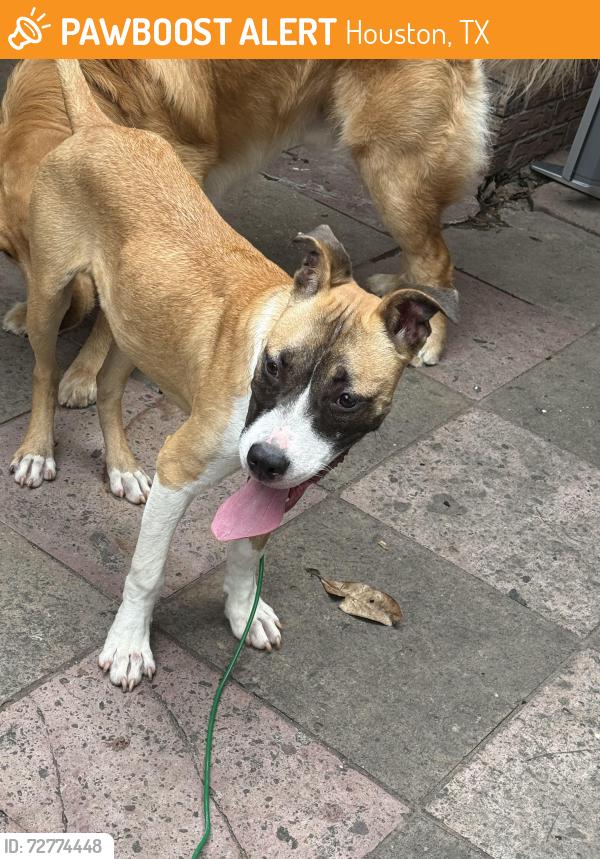 Found/Stray Male Dog last seen Inverness Forest, Houston, TX 77073