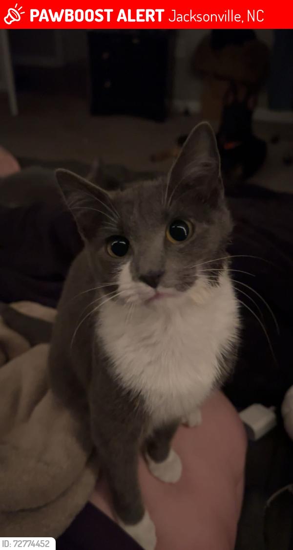 Lost Female Cat last seen McDaniel Dr, Jacksonville, NC 28546