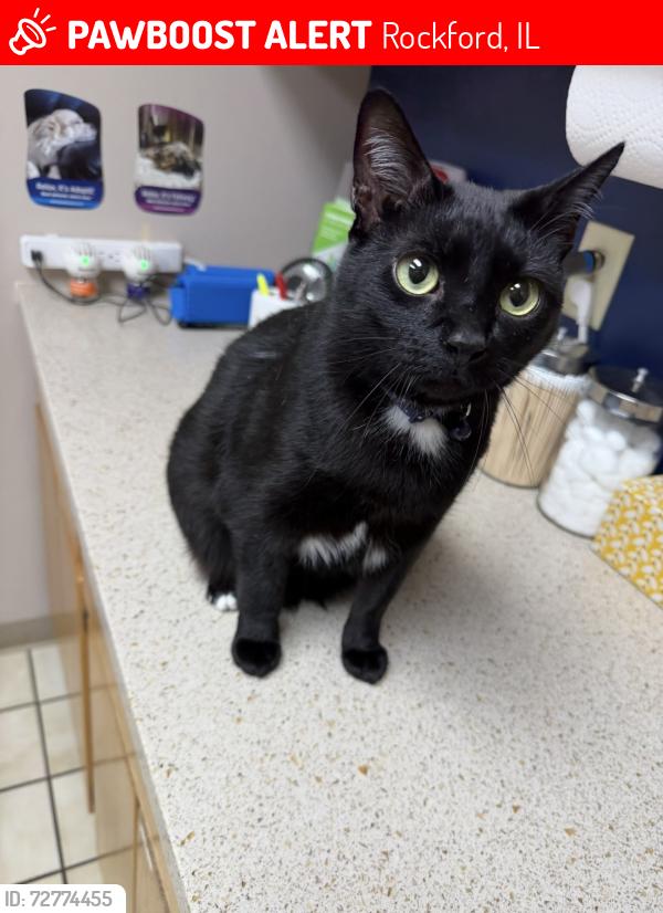 Lost Male Cat last seen Na , Rockford, IL 61102
