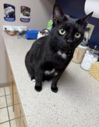Lost Male Cat last seen Na , Rockford, IL 61102