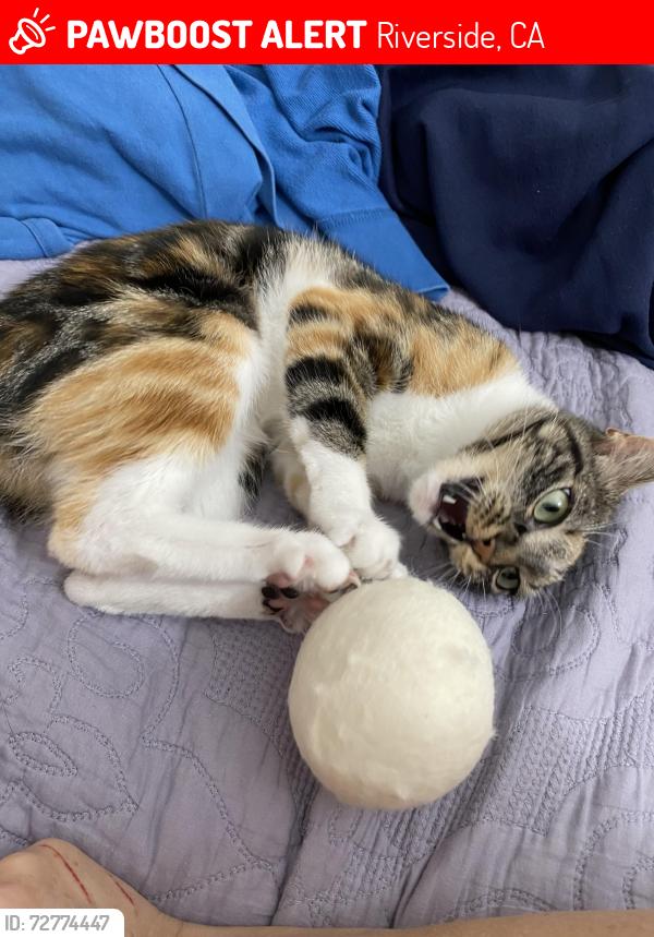 Lost Female Cat last seen Trautwein RD, Mission Groove PKWY, Galaxy movie theater, stater brothers, Riverside, CA 92508