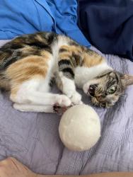 Lost Female Cat last seen Trautwein RD, Mission Groove PKWY, Galaxy movie theater, stater brothers, Riverside, CA 92508