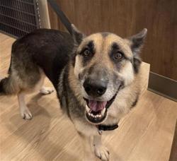 Shelter Stray Male Dog last seen O DAY RD, 8311 Freedom Dr, Pearland, TX 77581, USA
