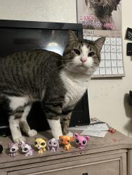 Lost Male Cat last seen Swensen Avenue, Springville, UT 84663