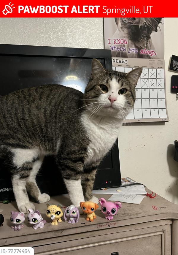Lost Male Cat last seen Swensen Avenue, Springville, UT 84663