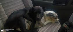 Lost Female Dog last seen Near W Sunset Hwy, Airway Heights WA 99001, Airway Heights, WA 99001