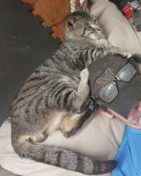 Lost Male Cat last seen Carnes ave and south greer, Memphis, TN 38111
