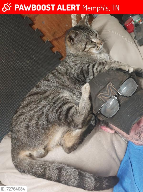 Lost Male Cat last seen Carnes ave and south greer, Memphis, TN 38111