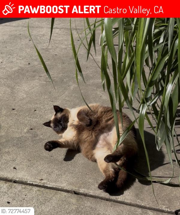 Lost Female Cat last seen Carnation Lane and Somerset, Castro Valley, CA 94546