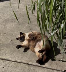 Lost Female Cat last seen Carnation Lane and Somerset, Castro Valley, CA 94546