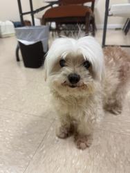 Found/Stray Male Dog last seen Lynn View Community Center, Kingsport, TN 37665