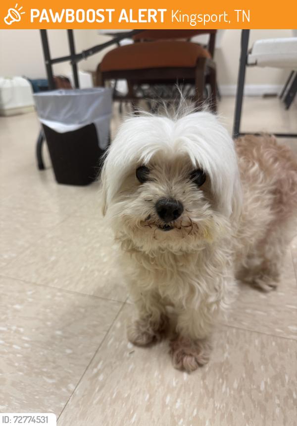 Found/Stray Male Dog last seen Lynn View Community Center, Kingsport, TN 37665