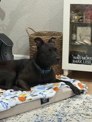 Found/Stray Male Dog last seen Anona Elementary , Largo, FL 33774